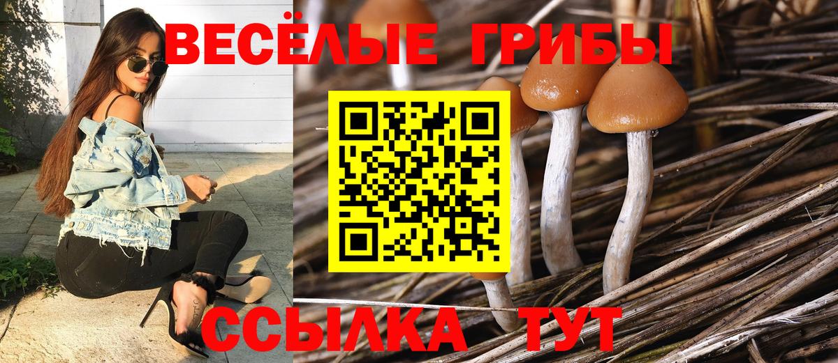 Псилоцибиновые грибы Psilocybine cubensis  Вход с VPN  Галлюциногенные грибы Cubensis  Заволжье 